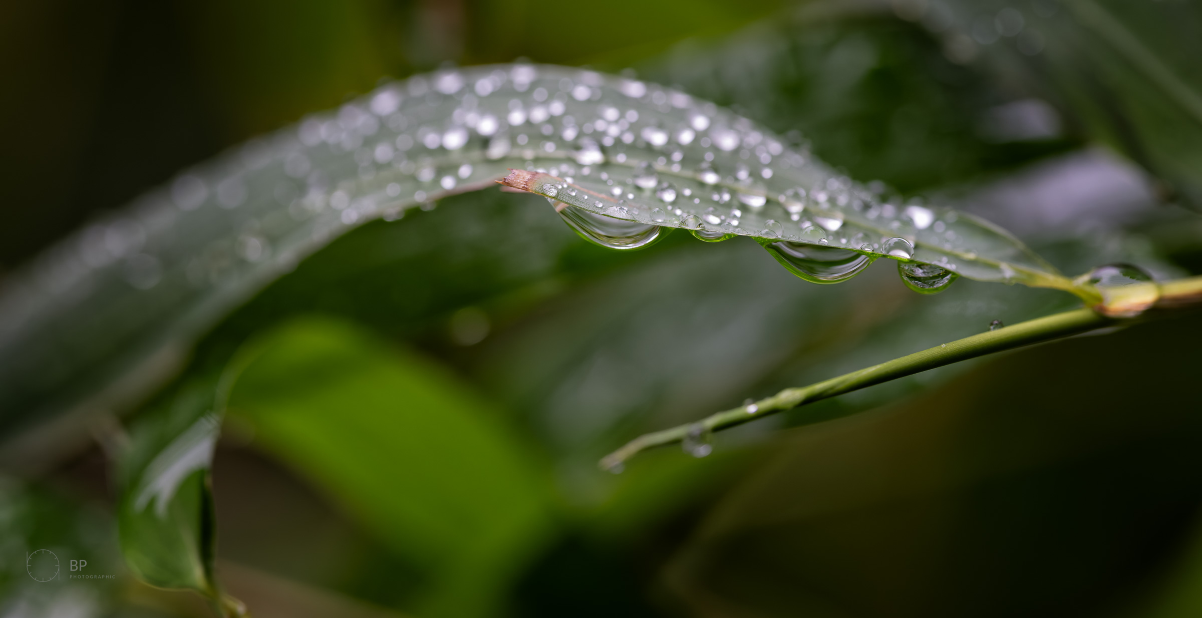 Rain drops on leaf
